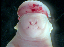 Alien mutant embryos have craniofacial malformations.